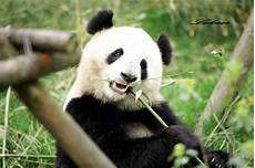 大熊猫的生活